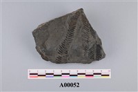 藏品(植物化石)的圖片